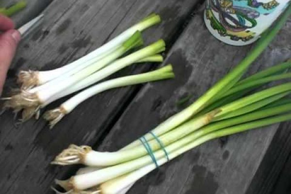 Ссылки на даркнет сайты