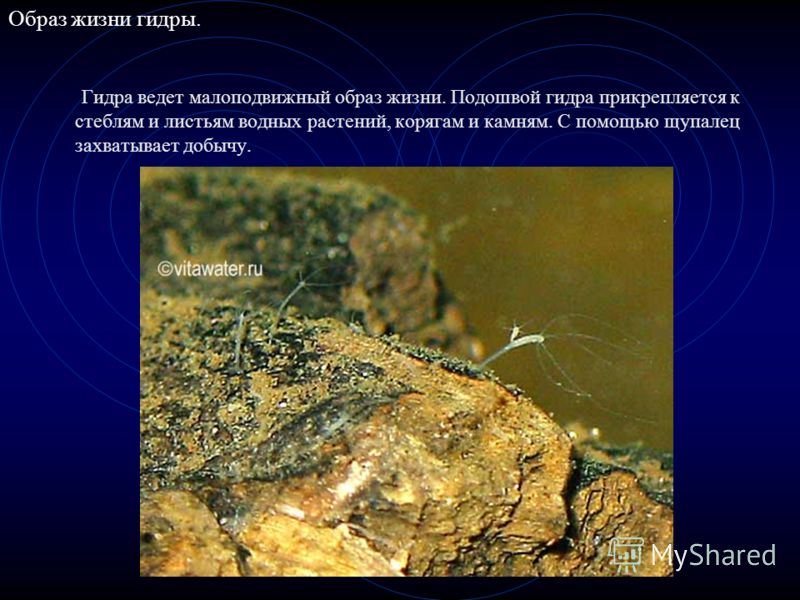 Что за площадка кракен